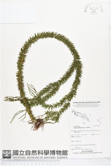 垂枝石松、垂枝馬尾杉藏品圖，第1張