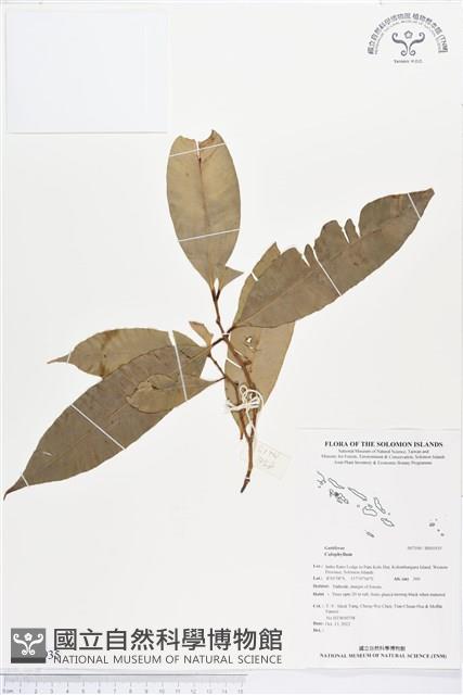 登錄號:BS01935藏品圖，第1張