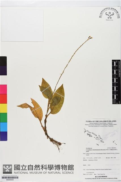 登錄號:BS05935藏品圖，第1張