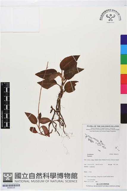 登錄號:BS06335藏品圖，第1張