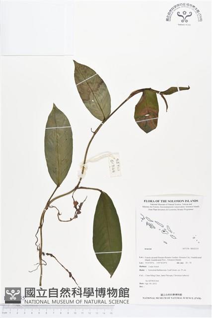 登錄號:BS02335藏品圖，第1張