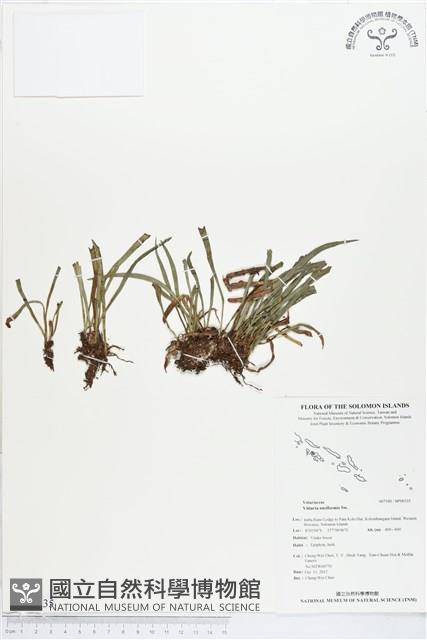 劍葉書帶蕨藏品圖，第1張