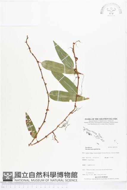 登錄號:BP01335藏品圖，第1張