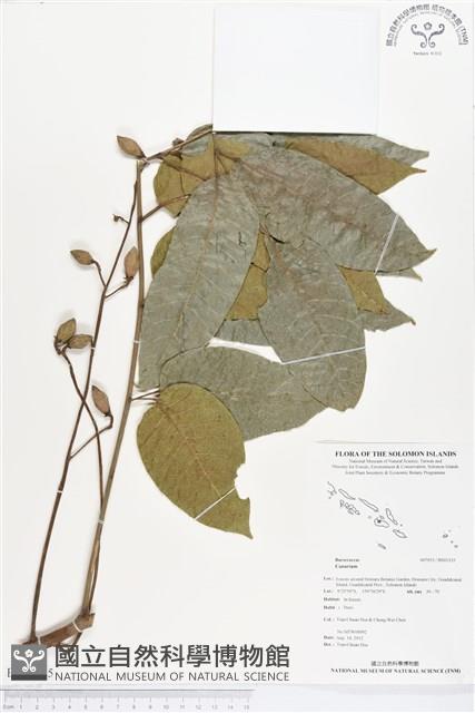 登錄號:BS01335藏品圖，第1張