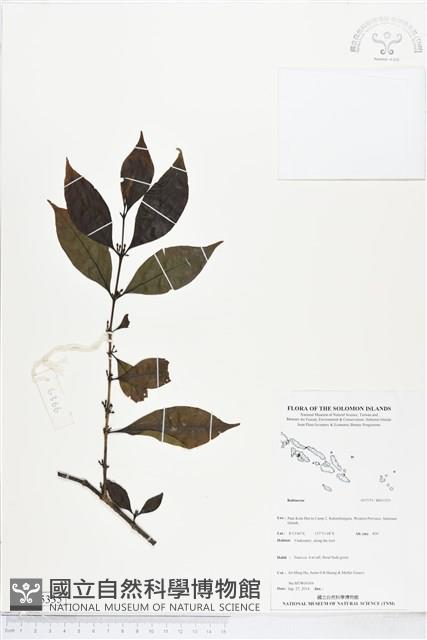 登錄號:BS05335藏品圖，第1張