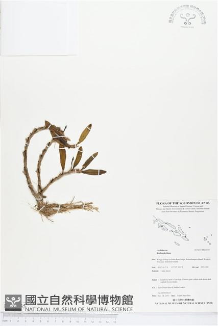 登錄號:BS04335藏品圖，第1張