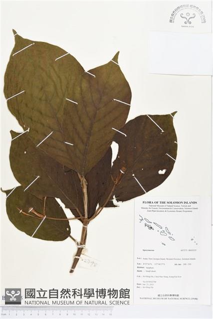 登錄號:BS03335藏品圖，第1張