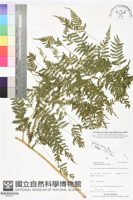 登錄號:BP02824藏品圖，第1張