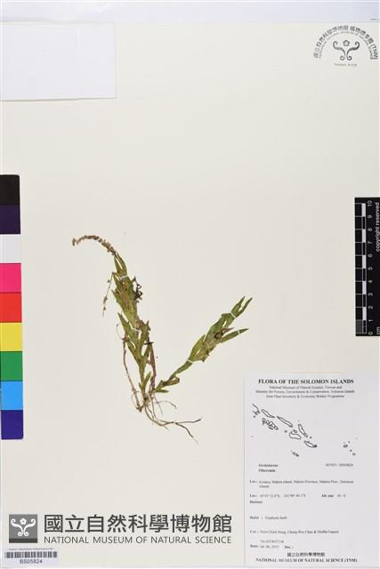 登錄號:BS05824藏品圖，第1張