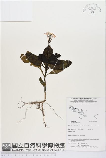 登錄號:BS03824藏品圖，第1張