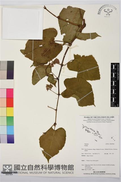 登錄號:BS07824藏品圖，第1張