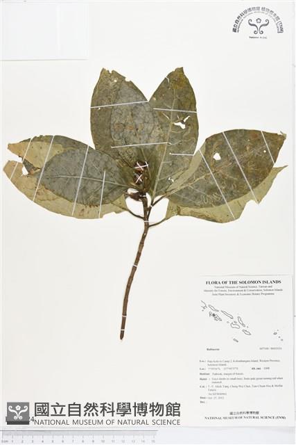 登錄號:BS02024藏品圖，第1張