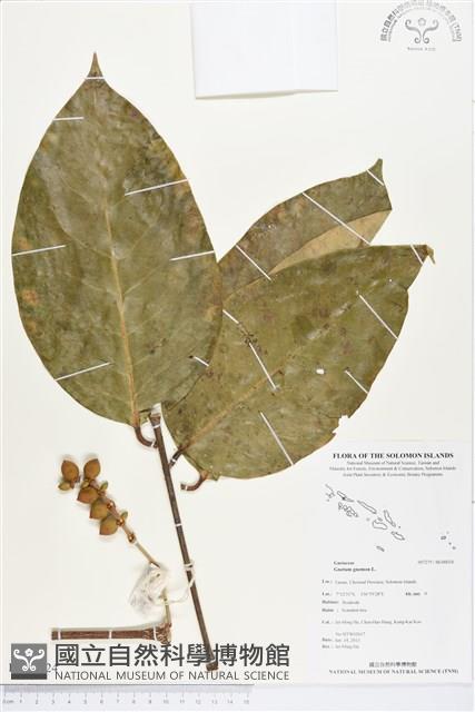 買麻樹藏品圖，第1張