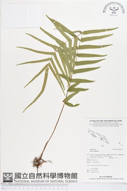 鱗蓋鳳尾蕨藏品圖，第1張