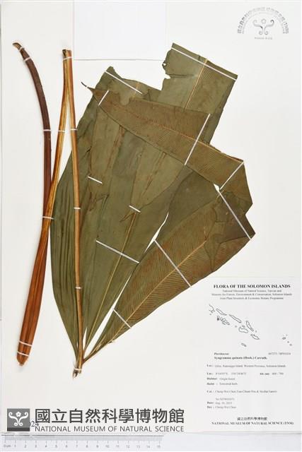 登錄號:BP01024藏品圖，第1張