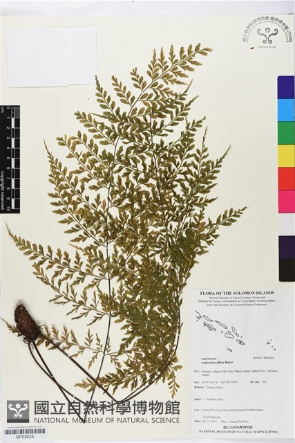 登錄號:BP02624藏品圖，第1張