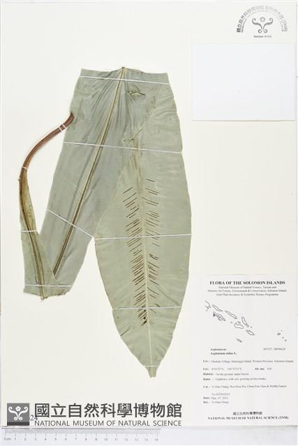 臺灣山蘇花藏品圖，第1張