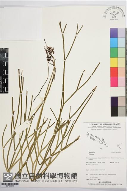 登錄號:BP03624藏品圖，第1張