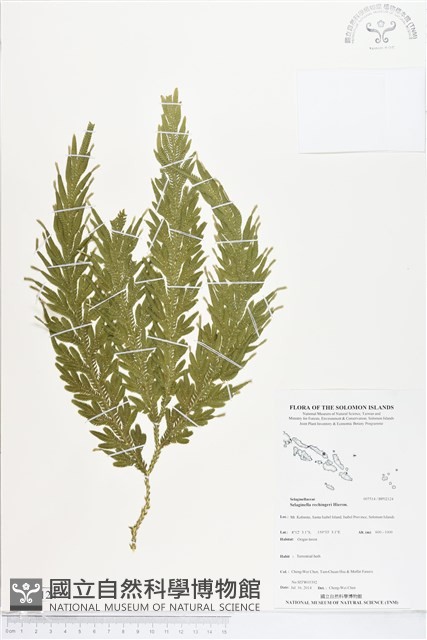 登錄號:BP02124藏品圖，第1張