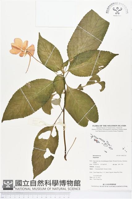 登錄號:BS02124藏品圖，第1張