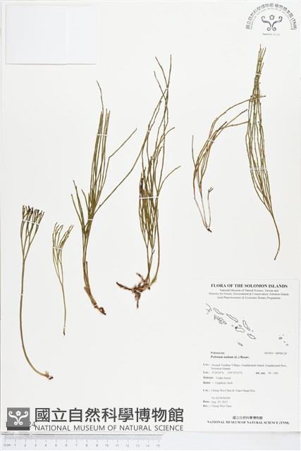 松葉蕨藏品圖，第1張