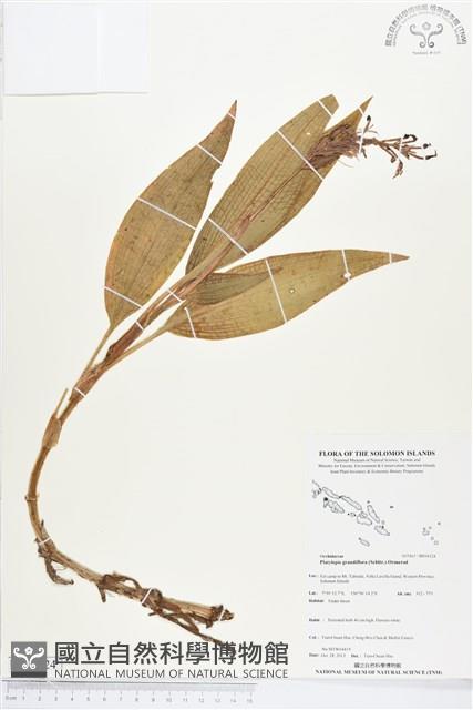 登錄號:BS04124藏品圖，第1張