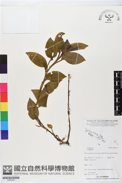 登錄號:BS06424藏品圖，第1張