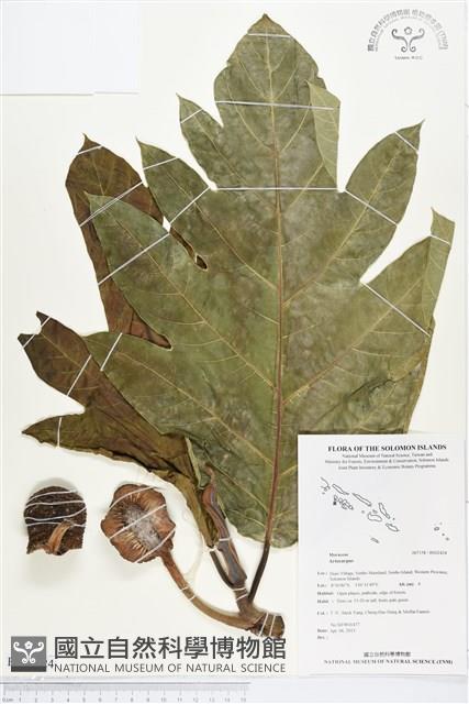 登錄號:BS02424藏品圖，第1張