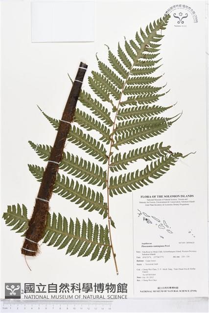 黃腺羽蕨藏品圖，第1張