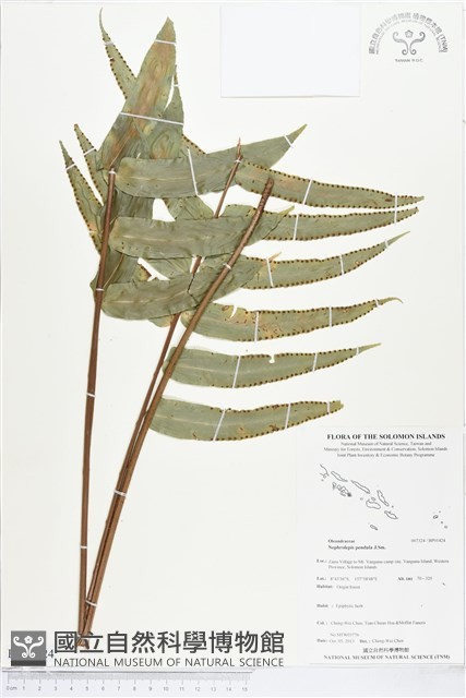 登錄號:BP01424藏品圖，第1張