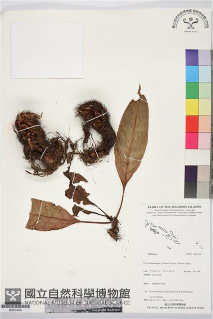 登錄號:BS07424藏品圖，第1張