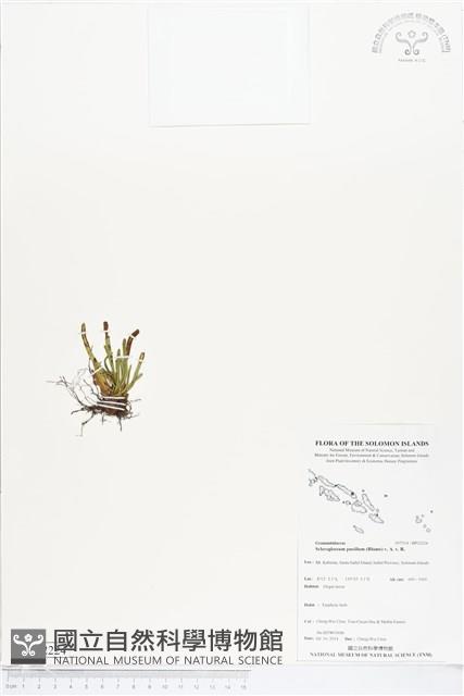 革舌蕨藏品圖，第1張