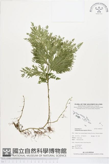 登錄號:BP00224藏品圖，第1張