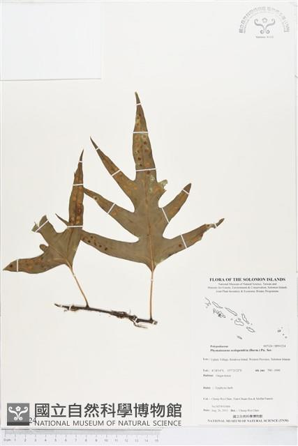 海岸擬茀蕨、海岸星蕨藏品圖，第1張