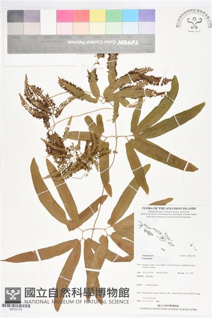 登錄號:BP02724藏品圖，第1張