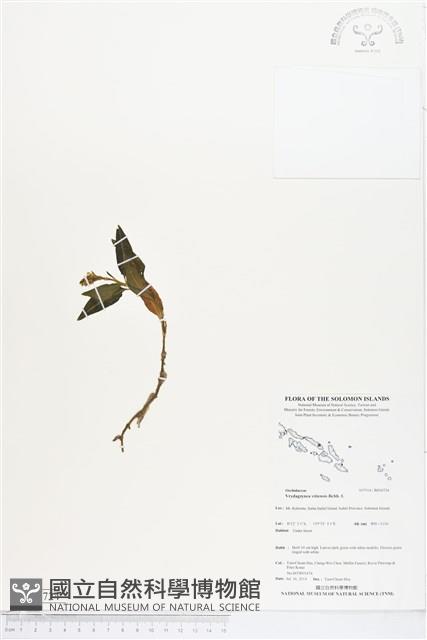 登錄號:BS04724藏品圖，第1張