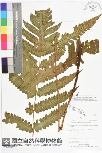 登錄號:BP02524藏品圖，第1張