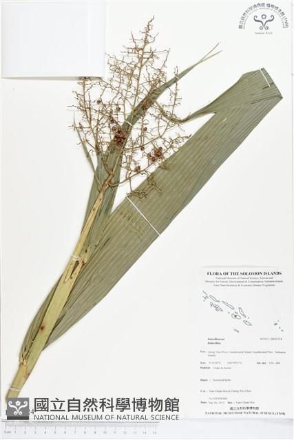 登錄號:BS01524藏品圖，第1張