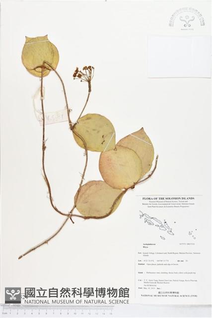 登錄號:BS05524藏品圖，第1張