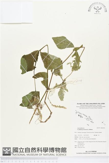 假川牛膝藏品圖，第1張