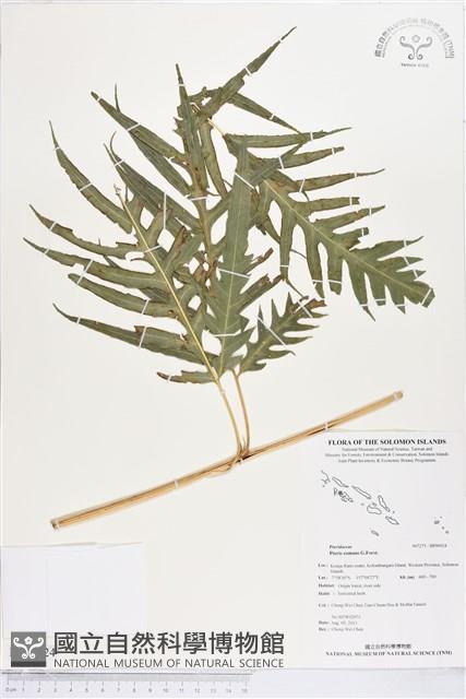 Accession Number:BP00924 Collection Image