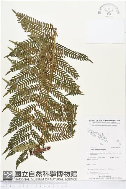 登錄號:BP01924藏品圖，第1張