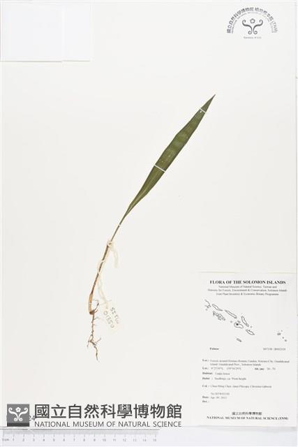 登錄號:BS02324藏品圖，第1張