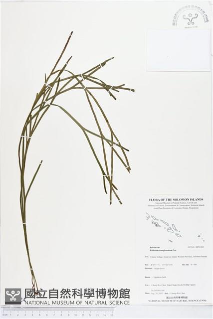 Accession Number:BP01324 Collection Image