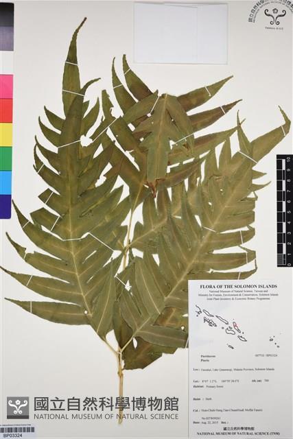 登錄號:BP03324藏品圖，第1張