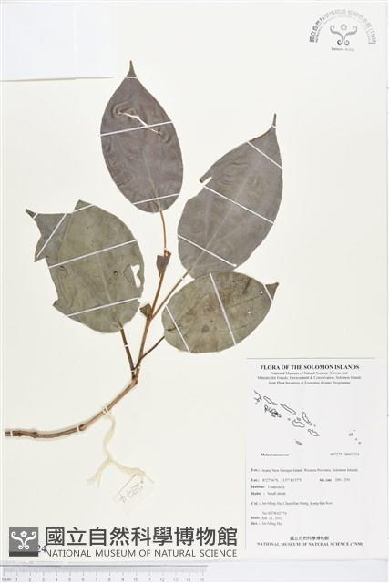 登錄號:BS03324藏品圖，第1張