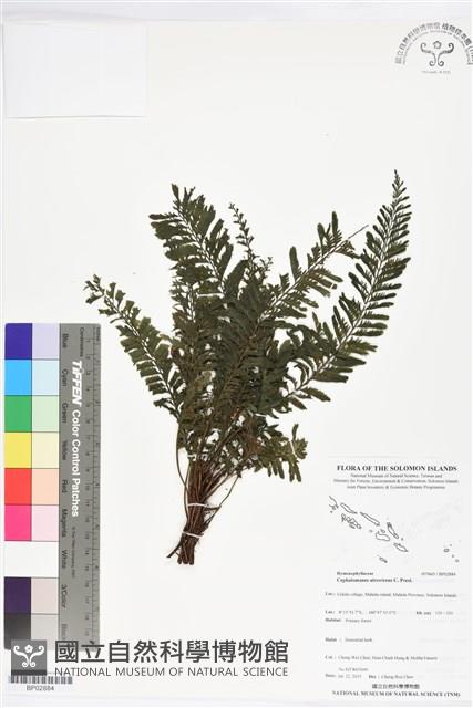 登錄號:BP02884藏品圖，第1張