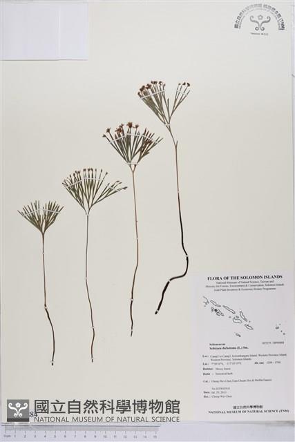 分枝莎草蕨藏品圖，第1張