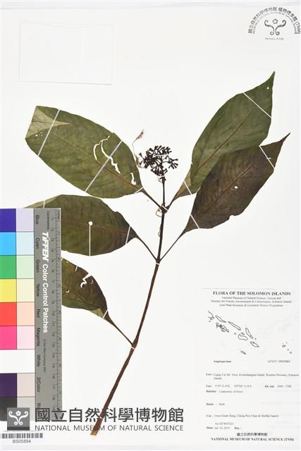 登錄號:BS05884藏品圖，第1張