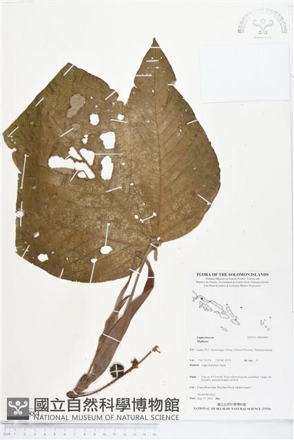 登錄號:BS04884藏品圖，第1張